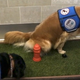 Illustration for article titled Detroit's Airport Just Installed a $75,000 Indoor Dog Bathroom